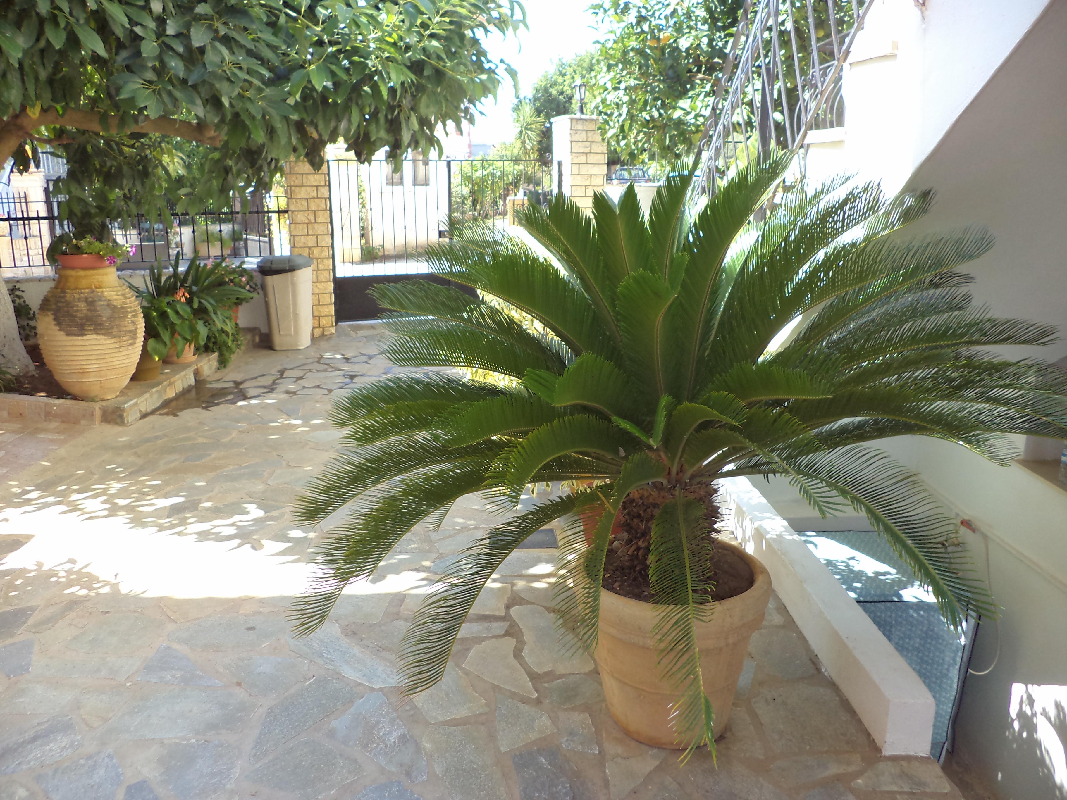 Dionysios Studios Skala  Exteriör bild